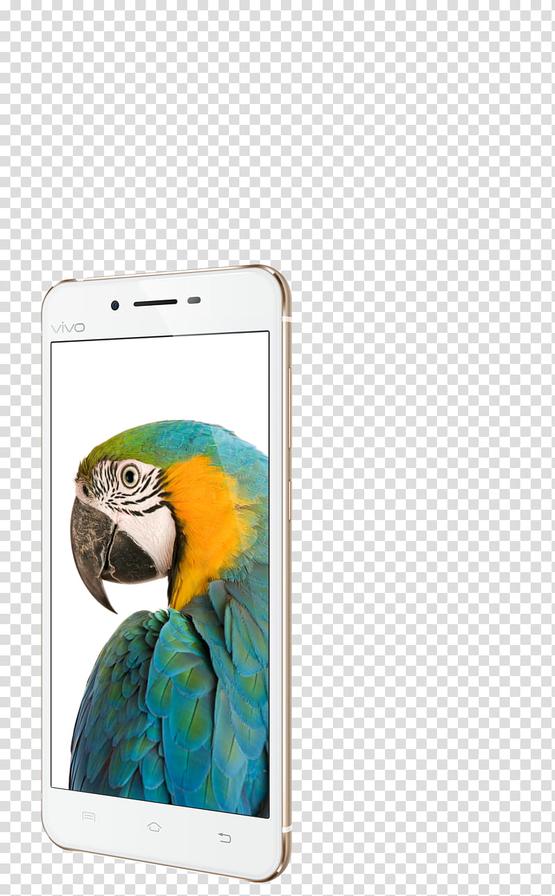 Bird Parrot, Vivo V9, Smartphone, Vivo X7, Nokia X600, Android, Vivo V7, Vivo V5 Plus transparent background PNG clipart