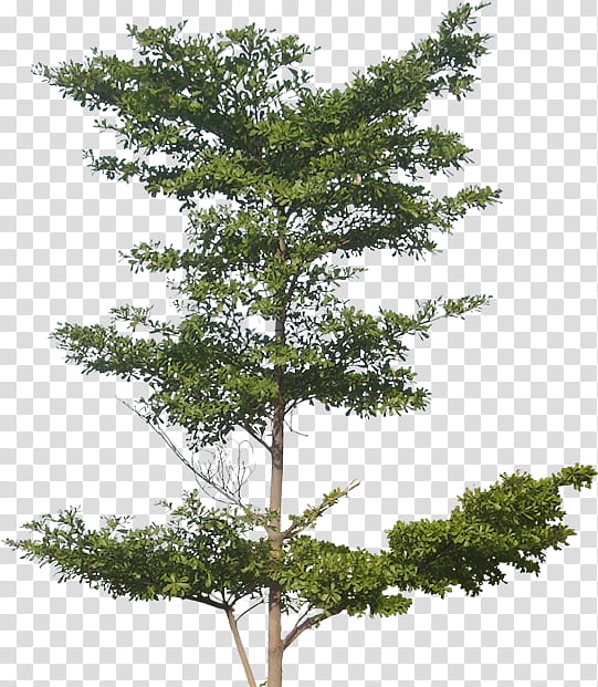 Family Tree, Architecture, Madagascar Almond, Interior Design Services, Landscape Architecture, Plant, Woody Plant, White Pine transparent background PNG clipart