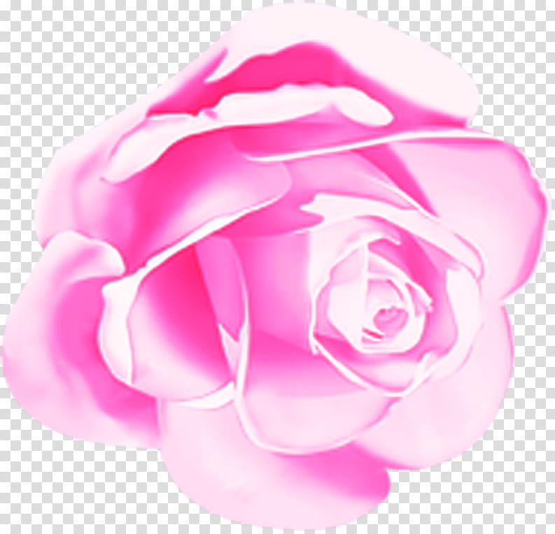 Garden roses, Pink, Petal, Flower, Rose Family, Plant, Violet, Hybrid Tea Rose, Magenta transparent background PNG clipart