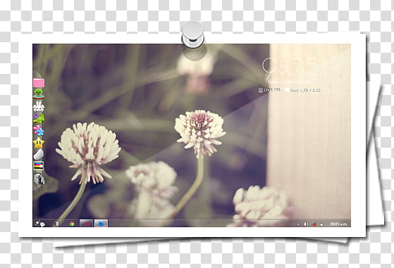Capture Frames, white flowers transparent background PNG clipart