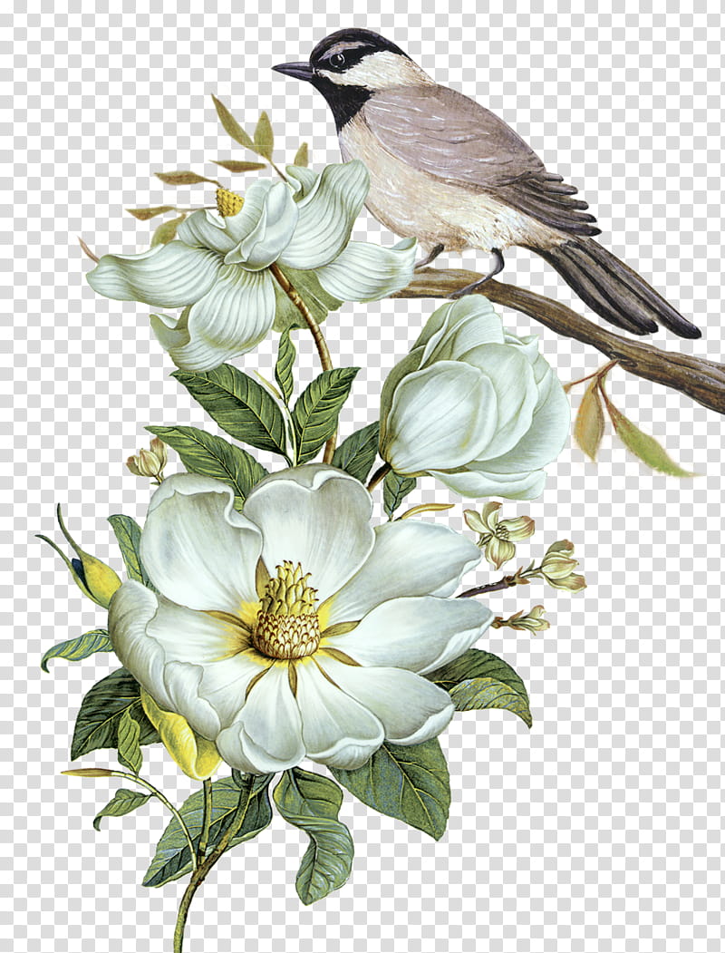 Watercolor Flower, Bird, Floral Design, Painting, Watercolor Painting, Canvas, Bird Feeders, Birdandflower Painting transparent background PNG clipart