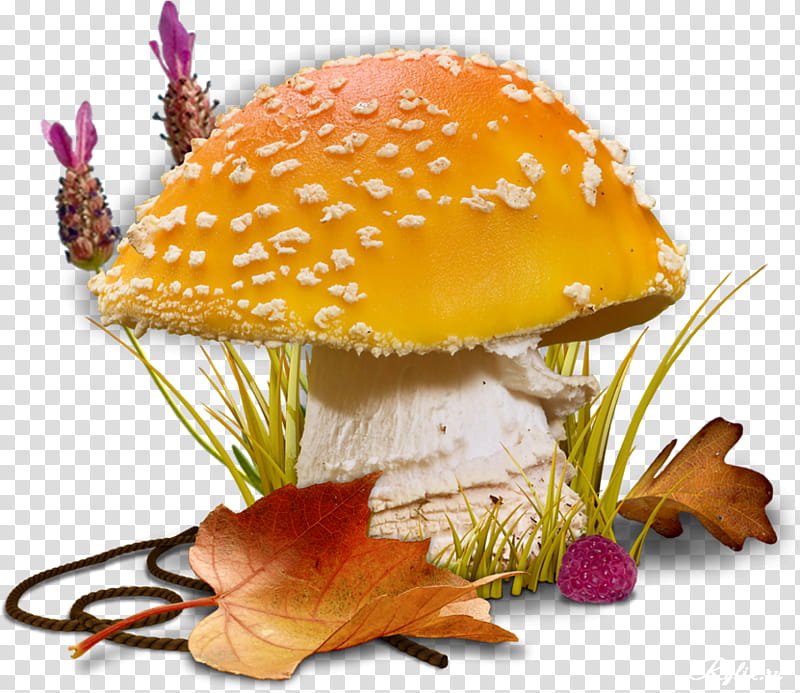 Summer Background Design, Autumn, Summer
, 2018, Season, Mushroom Hunting, Edible Mushroom transparent background PNG clipart