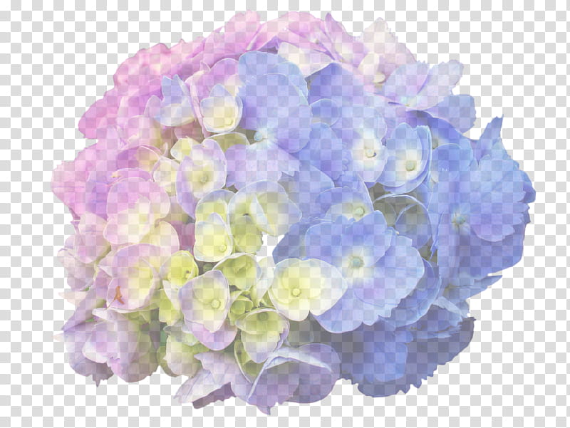 Pink Flowers, French Hydrangea, Panicled Hydrangea, Tea Of Heaven, Plants, Garden, Shrub, Dear Spring transparent background PNG clipart