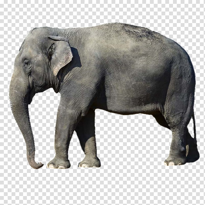 Indian Elephant, African Elephant, Borneo Elephant, Pygmy Elephant, Asian Elephant, Wildlife, Tusk, Snout transparent background PNG clipart