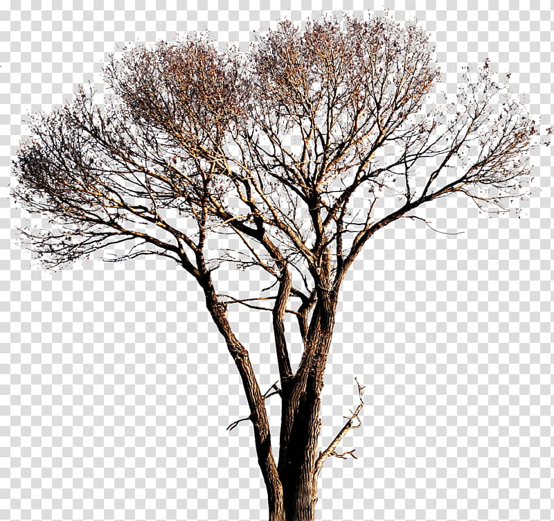 Tree  with transparency, brown leafed tree transparent background PNG clipart