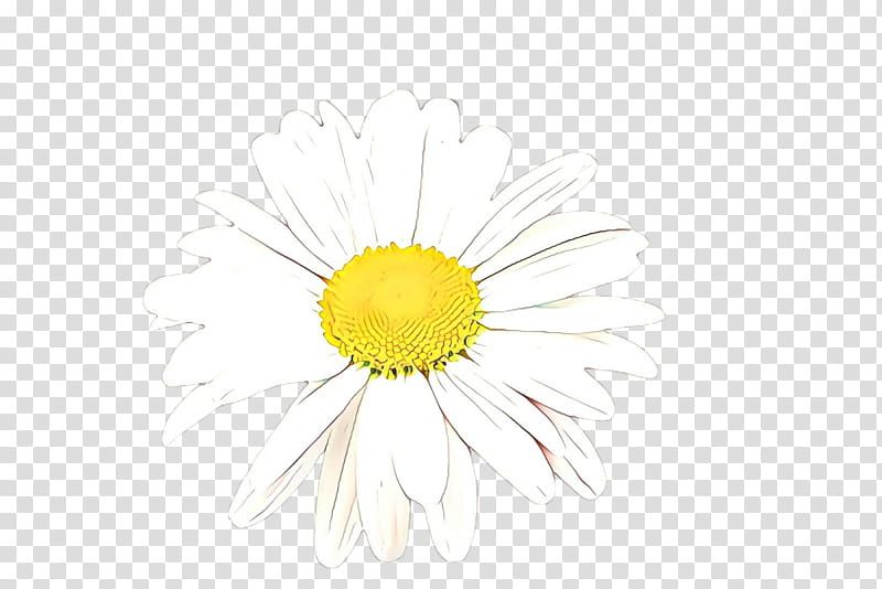 Daisy, White, Yellow, Mayweed, Flower, Chamomile, Camomile, Oxeye Daisy transparent background PNG clipart