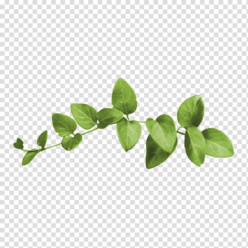 Wedding Leaf, Branch, Sticker, Tree, Plant Stem, Follaje, Herb transparent background PNG clipart