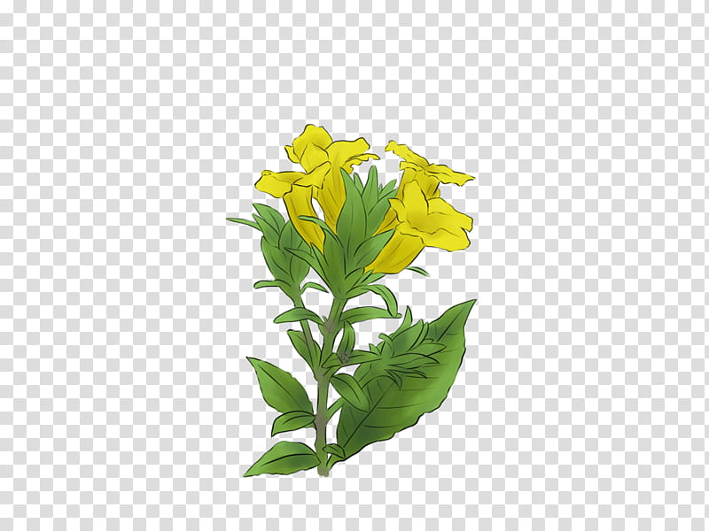 Drawing Of Family, Herb, Project, Common Eveningprimrose, Plants, Leaf, Course, Flower transparent background PNG clipart