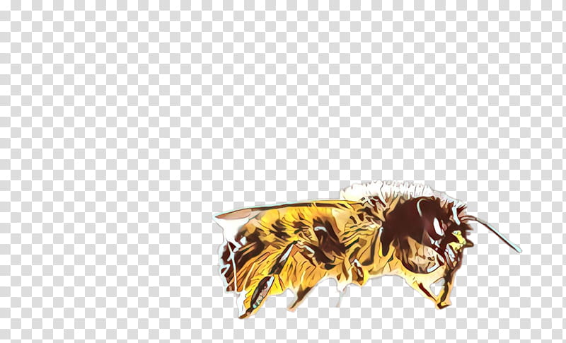 Feather, Cartoon, Insect, Yellow, Honeybee, Membranewinged Insect, Pest, Bumblebee transparent background PNG clipart