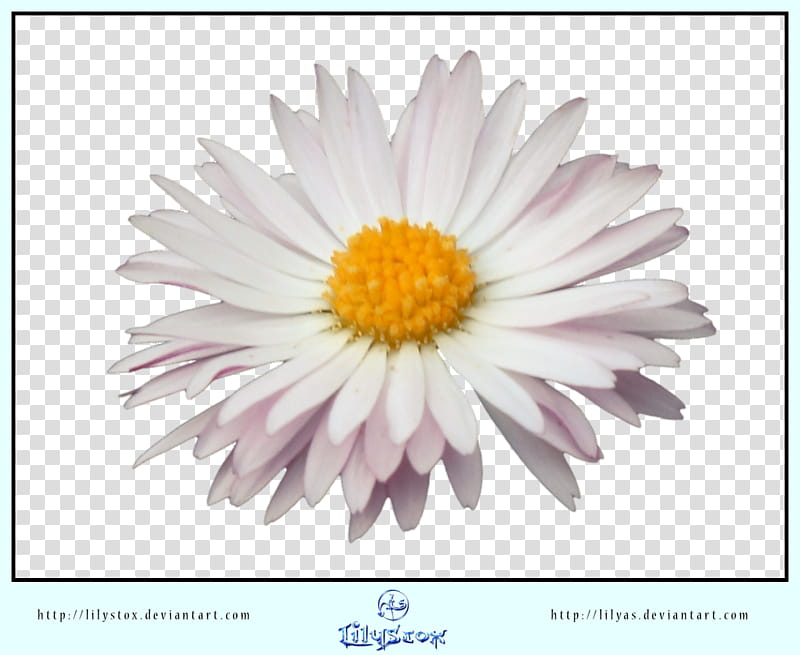 Daisy CUT OUT, white and yellow flowers transparent background PNG clipart