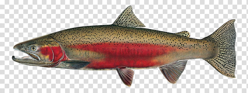 University of Idaho Rainbow trout Salmon Fish, Fishing, Coho Salmon, Fly Fishing, Chum Salmon, Angling, Idaho Department Of Fish And Game, Chinook Salmon transparent background PNG clipart