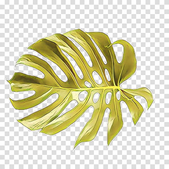 monstera deliciosa green leaf yellow plant, Cartoon, Alismatales, Arum Family, Flower transparent background PNG clipart
