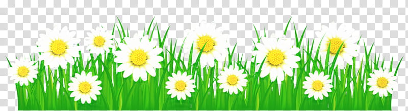 Green Grass, Wildflower, Commodity, Computer, Wheatgrass, Spring Framework, Yellow, Chamomile transparent background PNG clipart