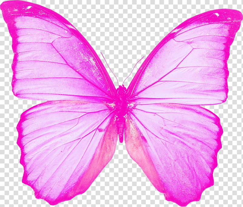 Super Tutolover, pink butterfly transparent background PNG clipart