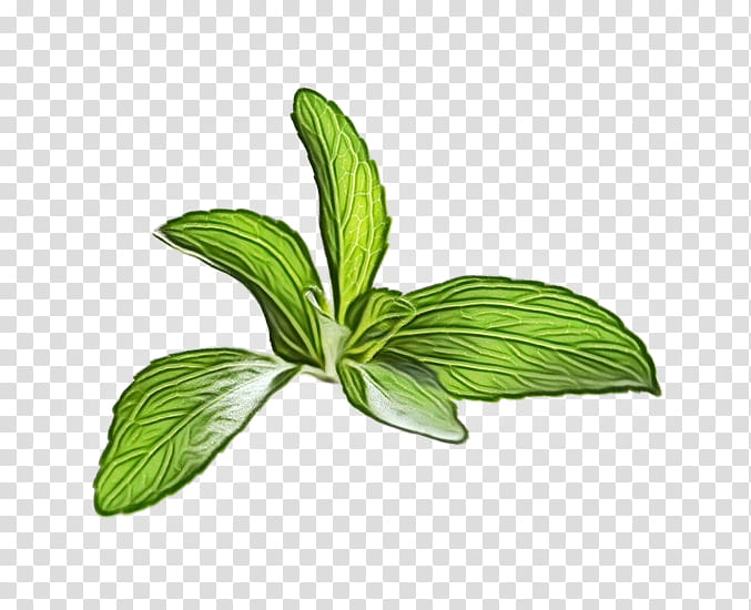 Watercolor Flower, Paint, Wet Ink, Herbal Medicine, Leaf, Tree, Plant, Mint transparent background PNG clipart