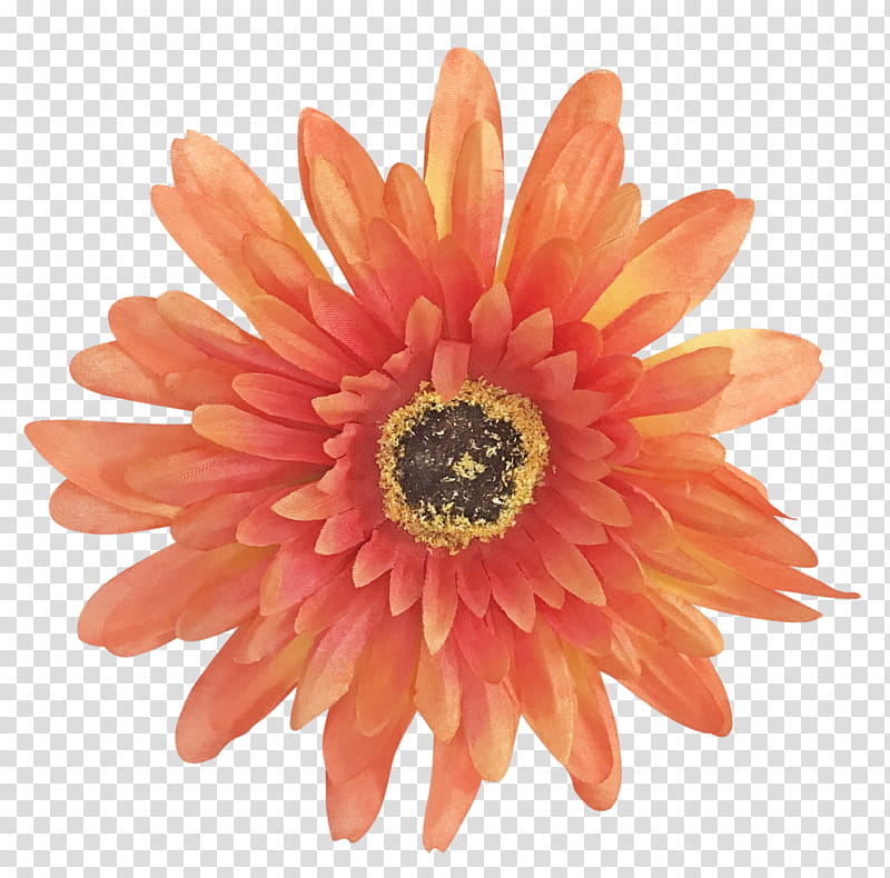Flowers, Pokhara, Logo, Orange, Gerbera, Cut Flowers, Petal, Daisy Family, Peach transparent background PNG clipart