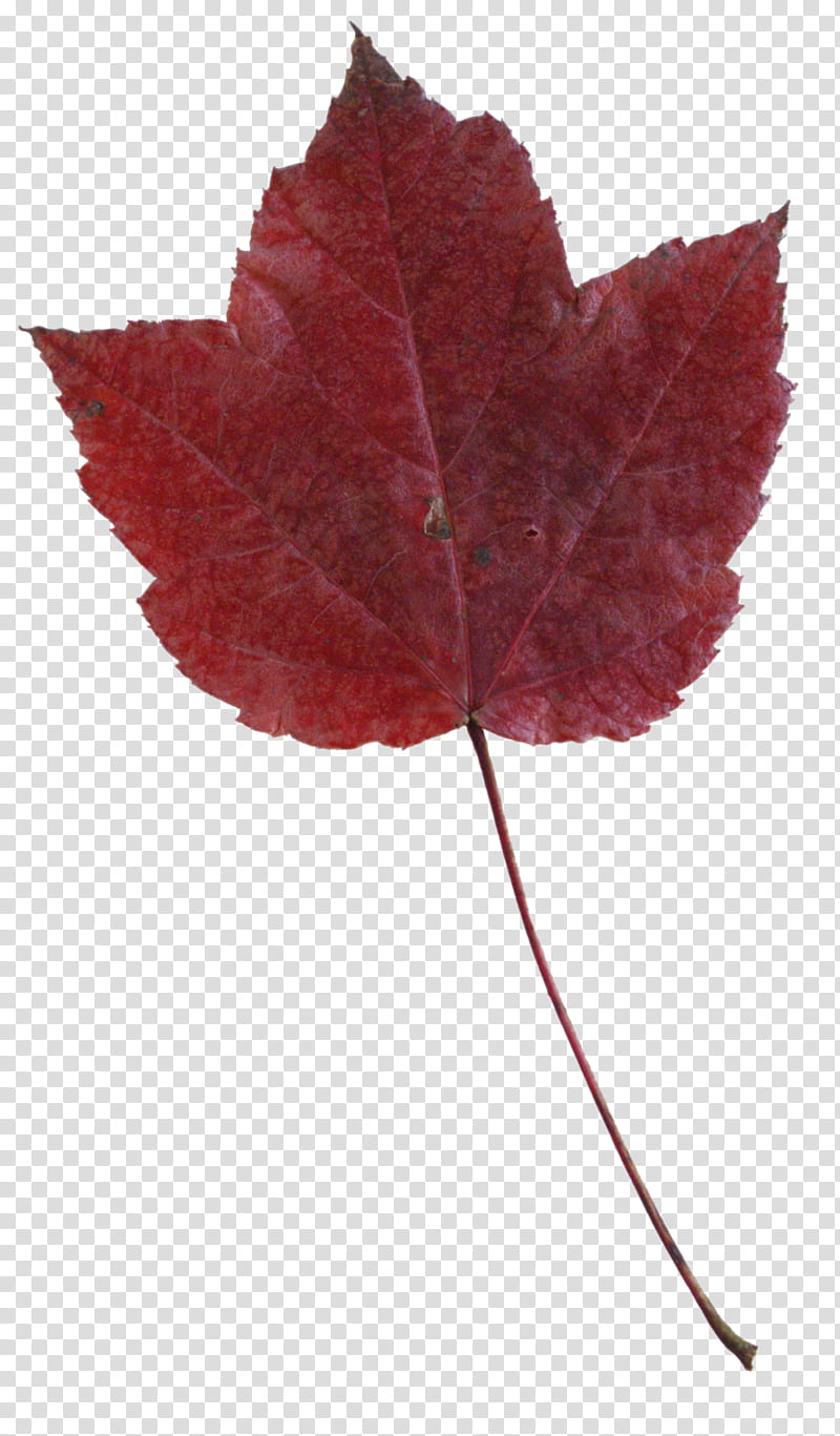 Fallen Leaves s, red maple leaf transparent background PNG clipart