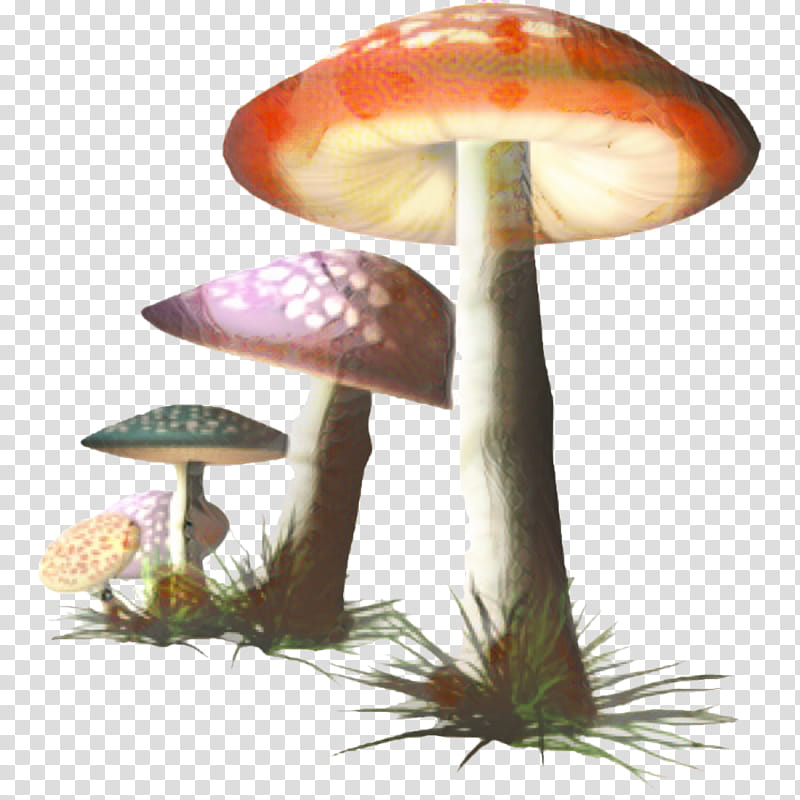 Mushroom, Agaricaceae, Edible Mushroom, Bolete, Agaricomycetes, Agaricus, Fungus, Russula Integra transparent background PNG clipart