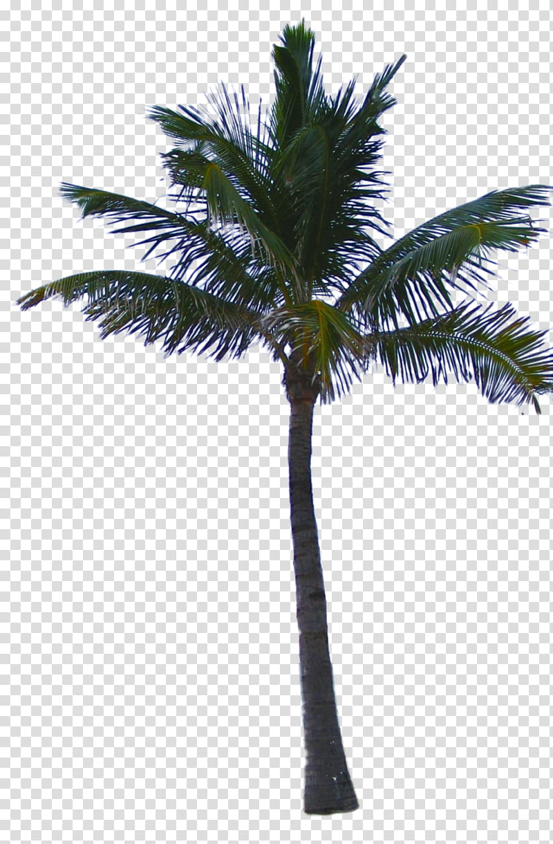 Date Tree Leaf, Mexican Fan Palm, California Palm, Hyophorbe Lagenicaulis, Hyophorbe Verschaffeltii, Wodyetia, Palm Trees, Fan Palms transparent background PNG clipart