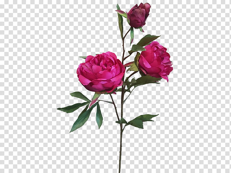 Pink Flower, Garden Roses, Cabbage Rose, Floribunda, Cut Flowers, Peony, Bud, Petal transparent background PNG clipart