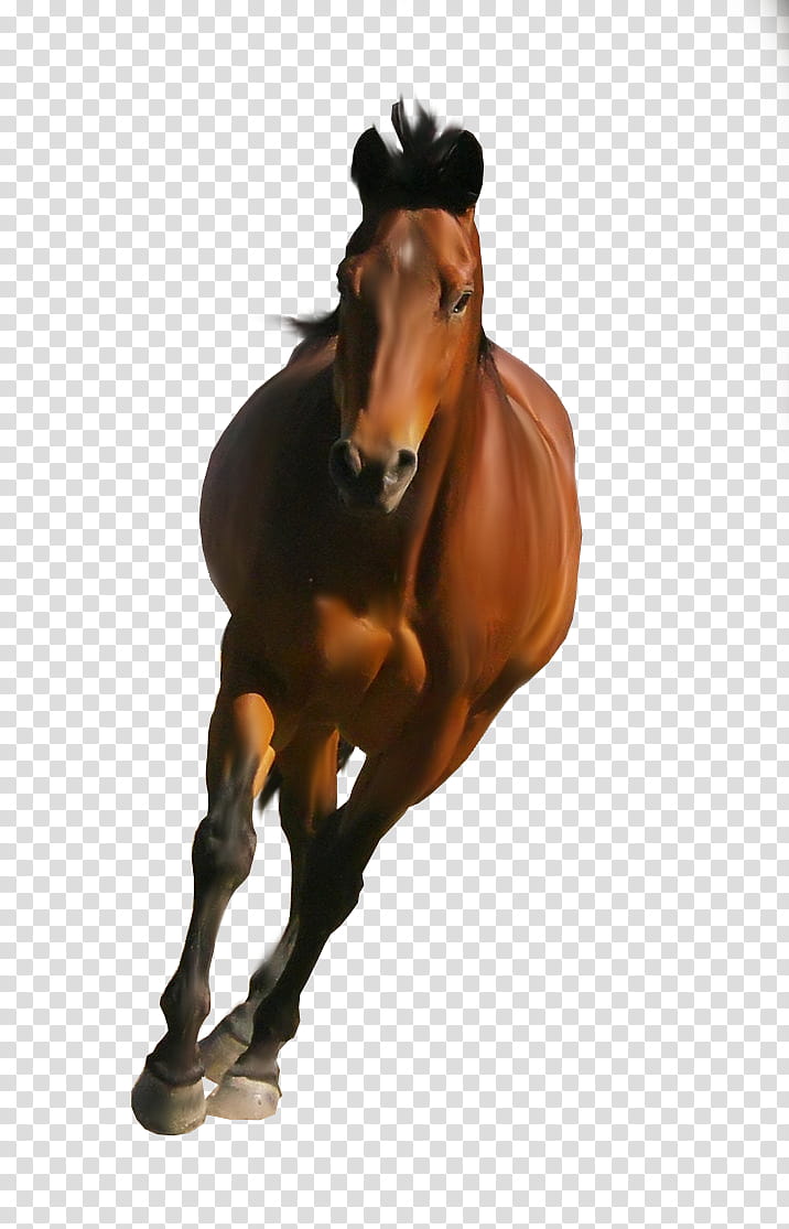 horse front view running