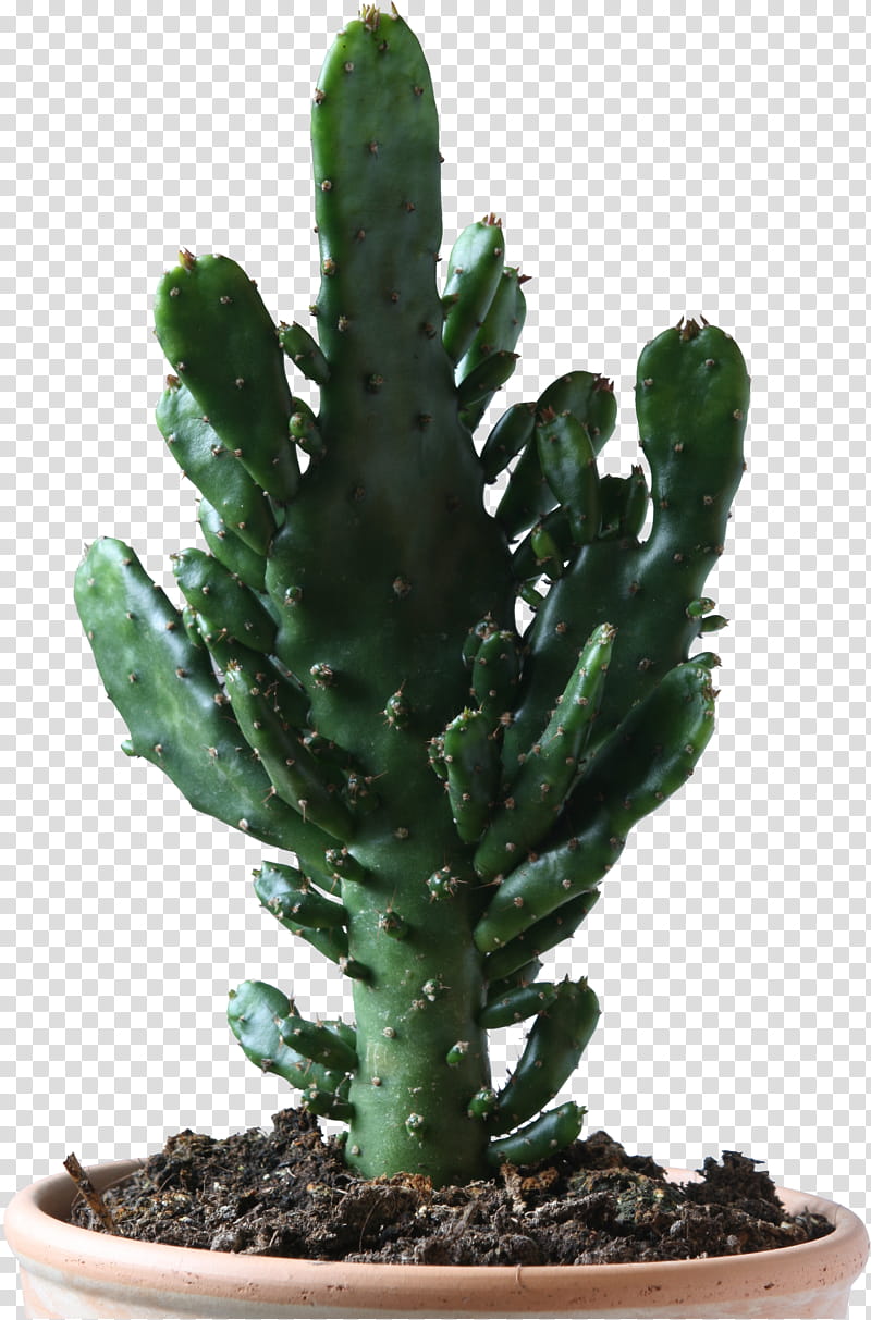 cactus precut, potted green cactus transparent background PNG clipart