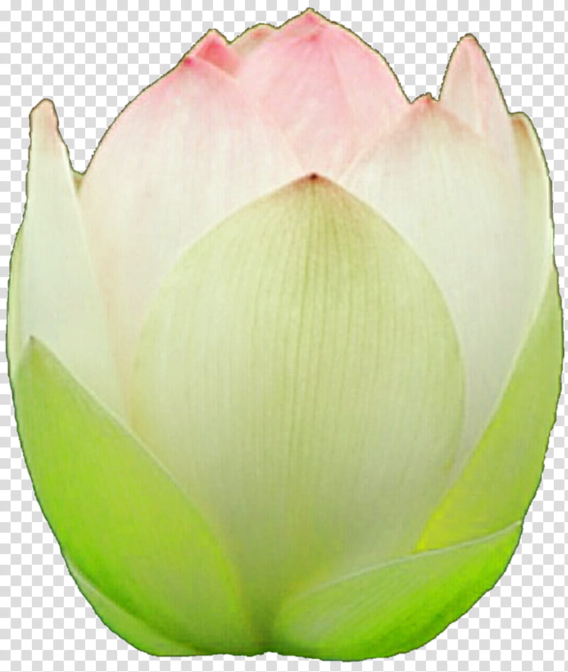 Luminous Lotus Bud transparent background PNG clipart