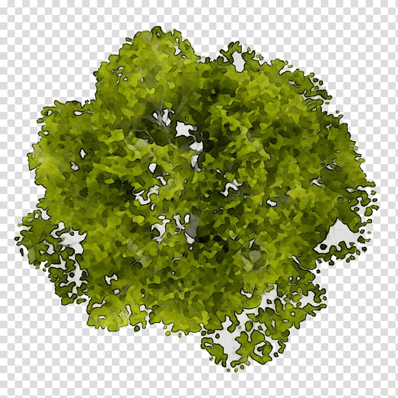 Green Grass, Tree, Plan, Greens, Lawn, Leaf, Plant, Leaf Vegetable transparent background PNG clipart