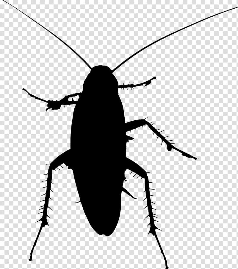 Cockroach, Beetle, Silhouette, Membrane, Insect, Pest, Blister Beetles, Ground Beetle transparent background PNG clipart