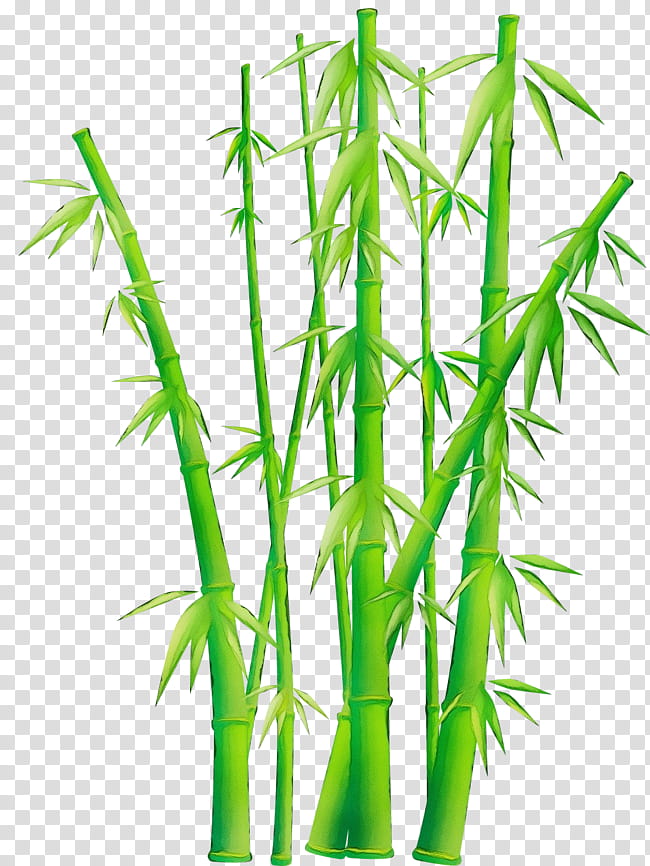 bamboo plant stem plant grass family grass, Watercolor, Paint, Wet Ink, Terrestrial Plant, Hemp Family, Houseplant transparent background PNG clipart