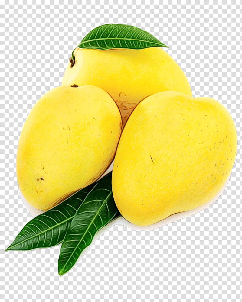 Mango Tree, Alphonso, Tommy Atkins, Food, Fruit, Juice, Ataulfo, Yellow transparent background PNG clipart