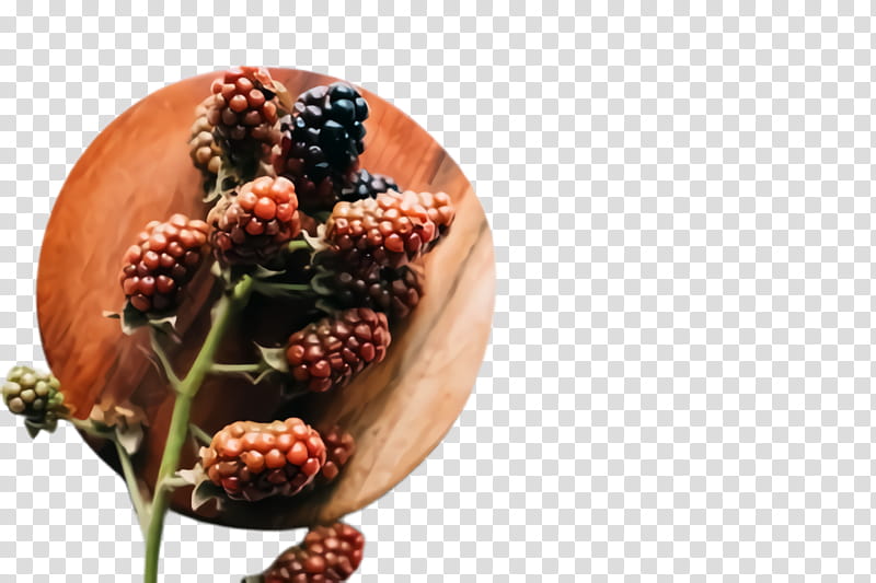 blackberry plant berry fruit tree, Flower, Pine Family, Food transparent background PNG clipart