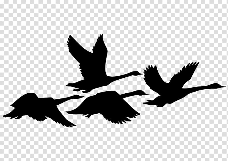 Bird Silhouette, Sunset, Evening, Sky, Beak, Black And White
, Water Bird, Wing transparent background PNG clipart