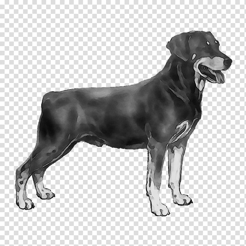 Cartoon Dog, Labrador Retriever, Smaland Hound, Rottweiler, Cane Corso, Svenska Kennelklubben, Puppy, World Dog Show transparent background PNG clipart
