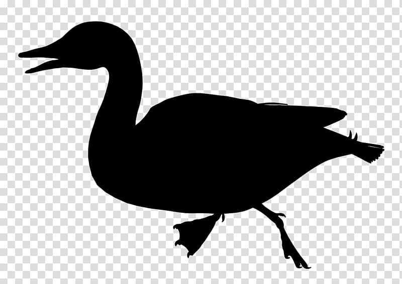 Bird Silhouette, Duck, Goose, Fowl, Beak, Water Bird, Ducks Geese And Swans, Waterfowl transparent background PNG clipart