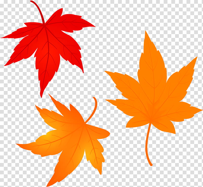 maple leaves autumn leaves fall leaves, Leaf, Maple Leaf, Tree, Plant, Woody Plant, Black Maple, Deciduous transparent background PNG clipart