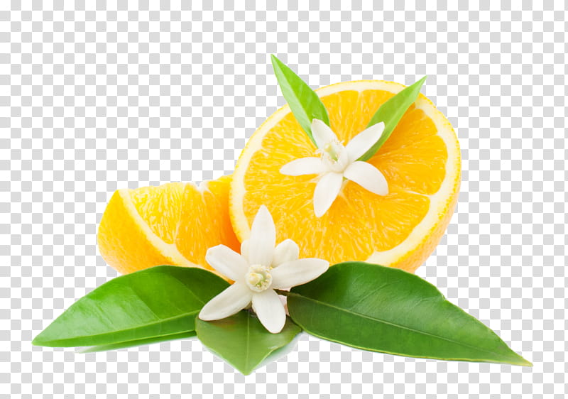 Orange, Flower, Plant, Yellow, Leaf, Tangerine, Citrus, Anthurium transparent background PNG clipart