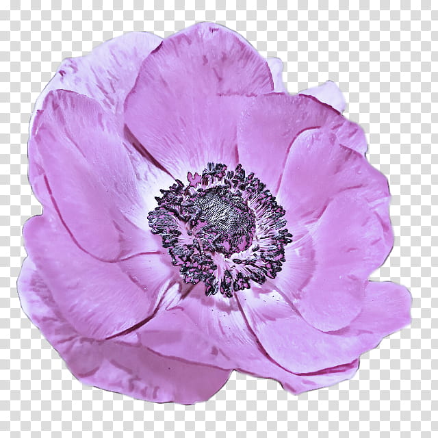 flower petal pink violet purple, Plant, Anemone, Oriental Poppy, Cut Flowers, Wildflower transparent background PNG clipart