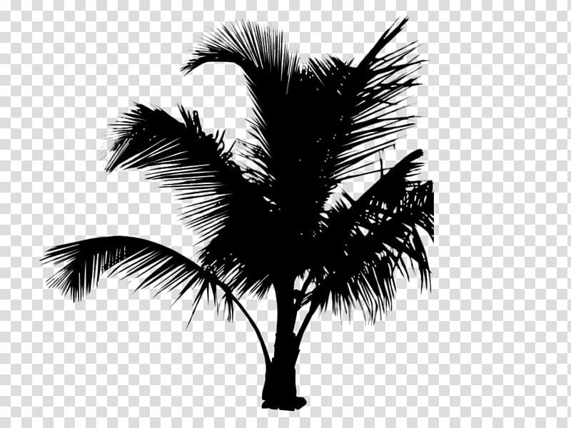 Palm Tree Silhouette, Asian Palmyra Palm, Date Palm, Palm Trees, Computer, Borassus, Arecales, Woody Plant transparent background PNG clipart