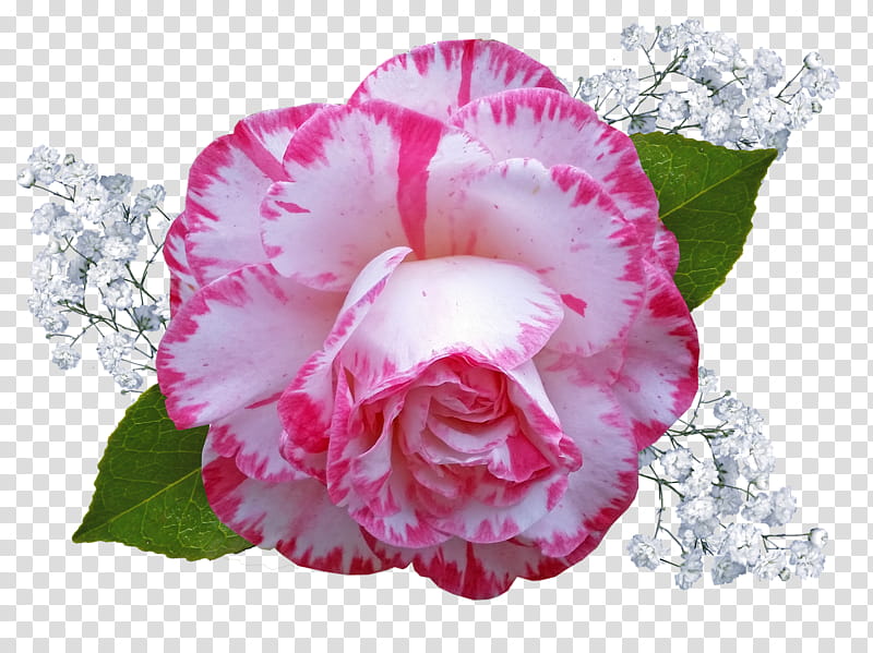 Pink Flower, Cabbage Rose, Garden Roses, Japanese Camellia, Video, Cutout Animation, Petal, Plant transparent background PNG clipart