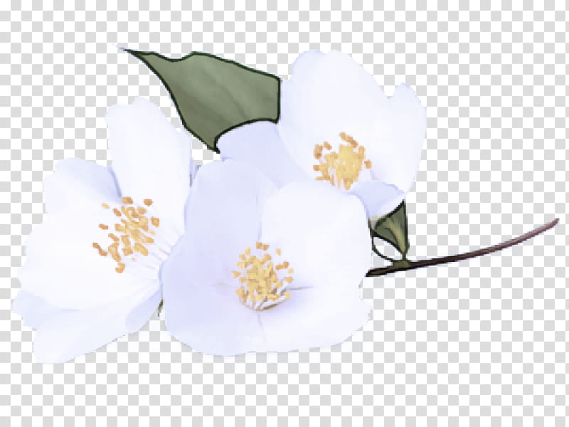 white flower plant flowering plant petal, Magnolia, Mock Orange, Blossom transparent background PNG clipart