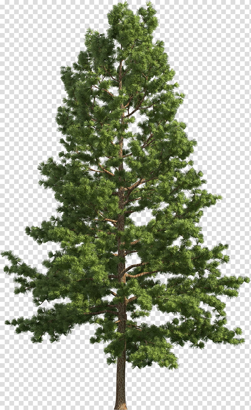 tree balsam fir white pine shortleaf black spruce yellow fir, Lodgepole Pine, Oregon Pine, Plant, Woody Plant, Red Pine transparent background PNG clipart