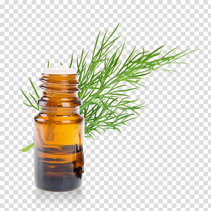 Tea Tree Oil, Essential Oil, Eucalyptus Oil, Aromatherapy, Lavender Oil, Bergamot Essential Oil, Eucalyptus Radiata, Sandalwood transparent background PNG clipart