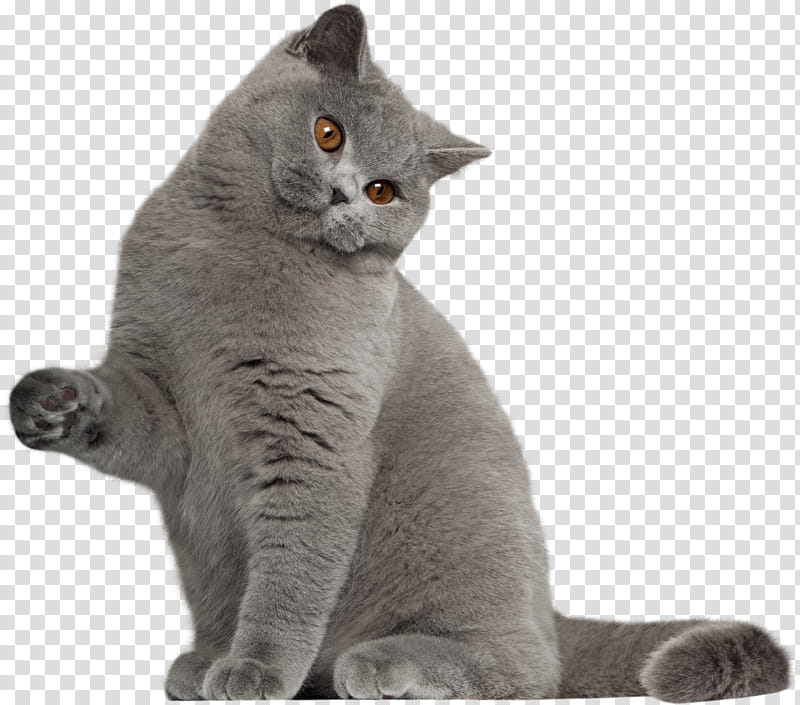 Cartoon Cat, British Shorthair, American Shorthair, Persian Cat, Bombay Cat, Siamese Cat, Oriental Shorthair, transparent background PNG clipart