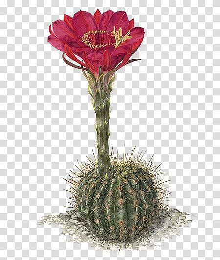 Cactus , red cactus flower transparent background PNG clipart
