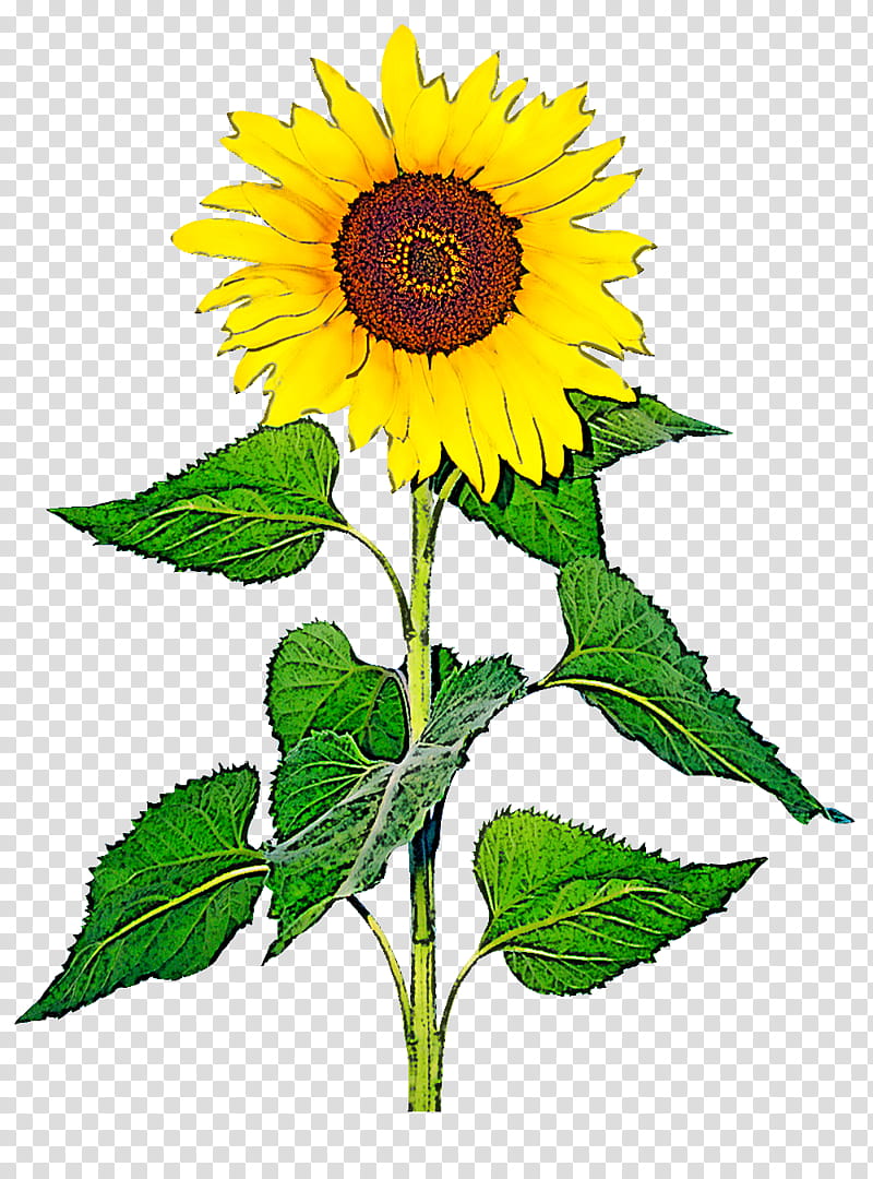Sunflower, Yellow, Plant, Sunflower Seed, Daisy Family, Asterales, Vegetarian Food, Annual Plant transparent background PNG clipart