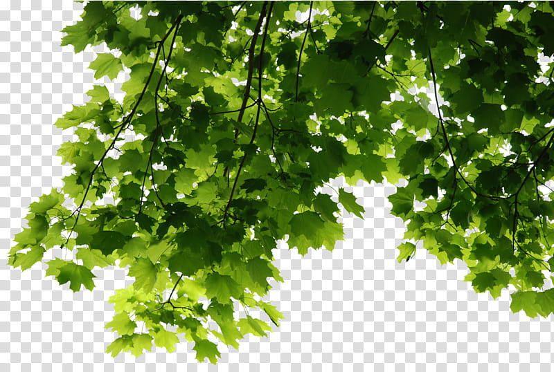 HD Tree Leaves Render, green-leafed plant transparent background PNG clipart