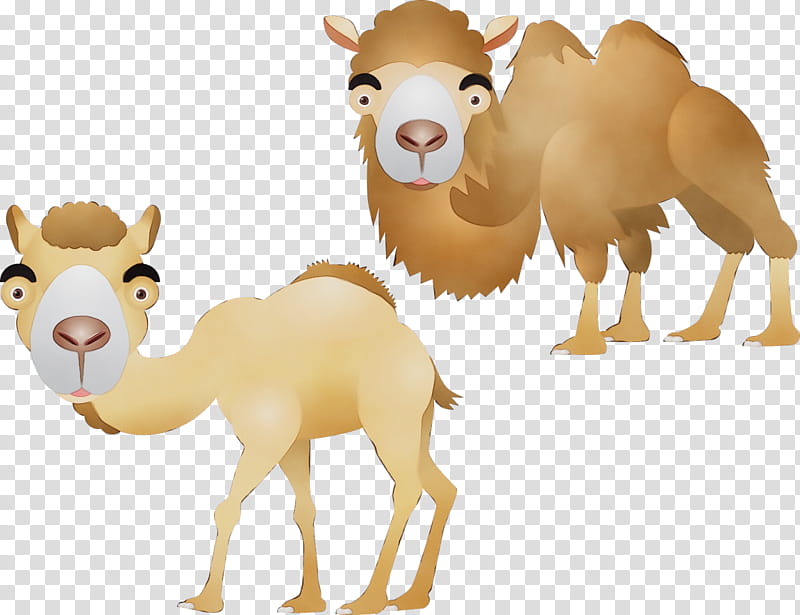 Animal, Dromedary, Cartoon, Camel, Camelid, Animal Figure, Arabian Camel, Live transparent background PNG clipart