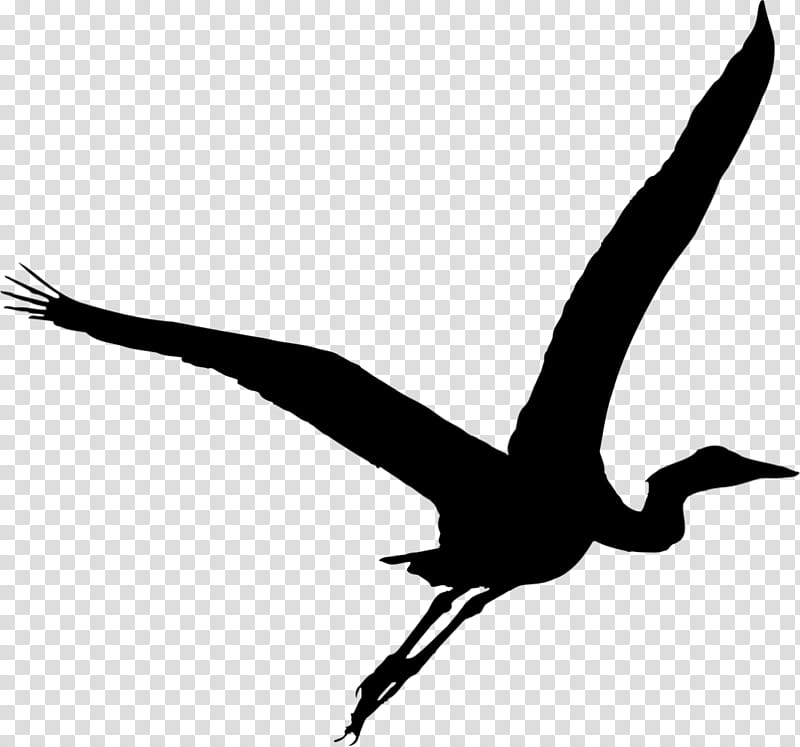 Crane Bird, Heron, Green Heron, Flight, Great Blue Heron, Egret, Great Egret, Grey Heron transparent background PNG clipart
