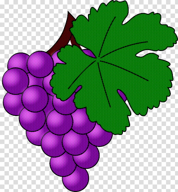 grape grape leaves leaf grapevine family seedless fruit, Plant, Vitis, Flower transparent background PNG clipart